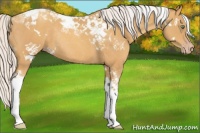 Horse Color:White Spotted Silver Amber Cream Champagne Tobiano Rabicano 