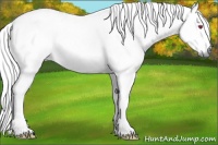 Horse Color:White Spotted Liver Chestnut Chinchilla 