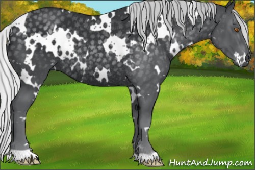 Horse Color:White Spotted Silver Black Chinchilla Rabicano 