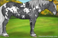 Horse Color:White Spotted Silver Black Chinchilla Rabicano