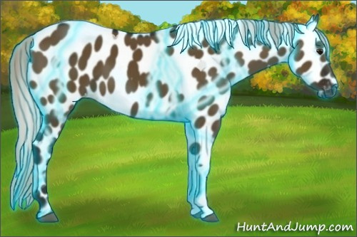 Horse Color:Gray Thunderstruck Silver Smoky Grullo Appaloosa