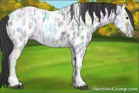 Horse Color:Black Ice Tobiano Appaloosa Rabicano 