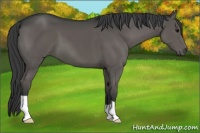 Horse Color:Black 