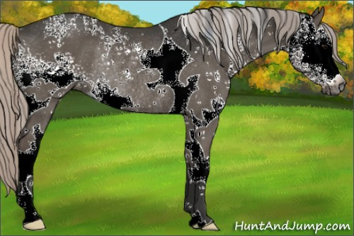 Horse Color:Gray White Spotted Silver Grullo Appaloosa Rabicano 