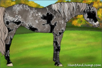 Horse Color:Gray White Spotted Silver Grullo Appaloosa Rabicano