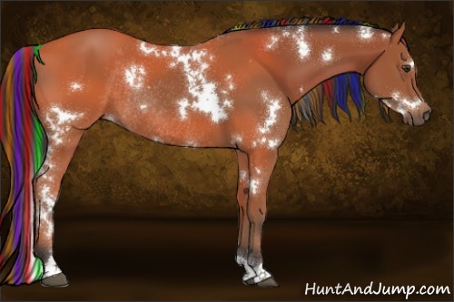 Horse Color:Painted White Spotted Bay Rabicano 