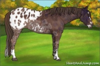 Horse Color:Bay Ice Splash Appaloosa 
