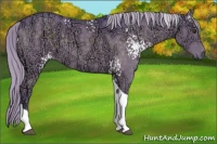 Horse Color:Watercolor White Spotted Chocolate Palomino Ice Tobiano 