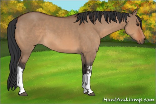 Horse Color:Bay Dun  and Bay Dun 
