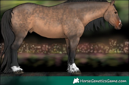 Horse Color:Brown Dun and Brown Dun