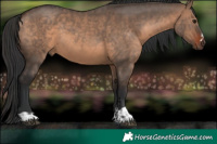 Horse Color:Brown Dun and Brown Dun