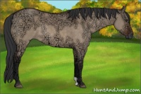 Horse Color:Brown Ice Dun Rabicano 