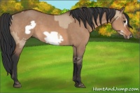 Horse Color:Bay Dun  and Bay Dun Frame 