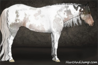 Horse Color:Gray White Spotted Silver Brown Tobiano Appaloosa 