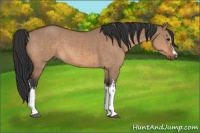 Horse Color:Bay Dun  and Bay Dun 