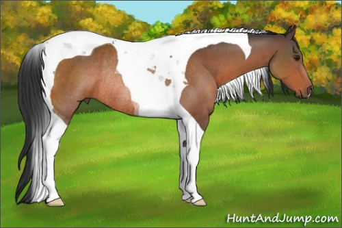 Horse Color:Brown Tobiano Rabicano 