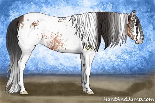 Horse Color:White Spotted Brown Tobiano Rabicano 