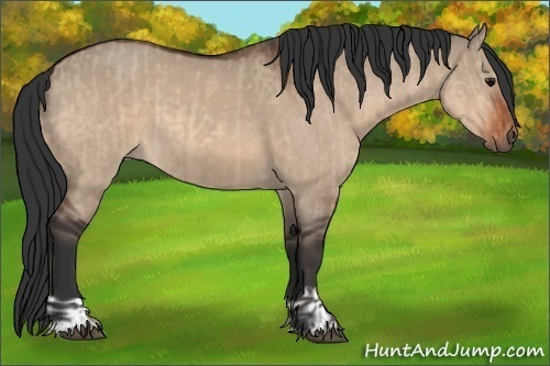 Horse Color:Bay Dun  and Brown Dun 