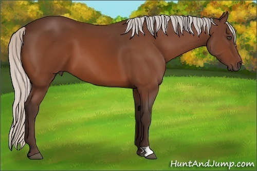 Horse Color:Silver Bay 