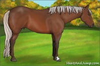 Horse Color:Silver Bay 
