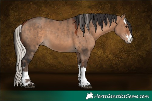 Horse Color:Silver Bay Dun Sabino and Bay Dun Sabino Splash