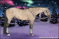 Horse Color:Amber Champagne Dun and Brown Dun