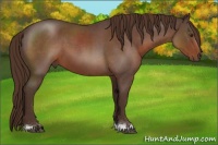 Horse Color:Liver Red Roan 