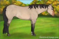 Horse Color:Bay Dun  and Brown Dun 