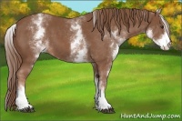 Horse Color:White Spotted Chestnut Sabino