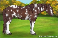 Horse Color:White Spotted Chocolate Brown