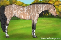 Horse Color:Bay Chinchilla Dun  and Bay Dun 