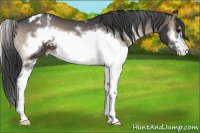Horse Color:Blue Onyx Sabino Frame Appaloosa 