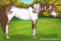 Horse Color:Chestnut Frame Rabicano 