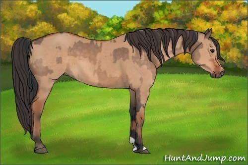 Horse Color:Bay Dun and Bay Dun