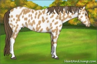 Horse Color:Buckskin Appaloosa
