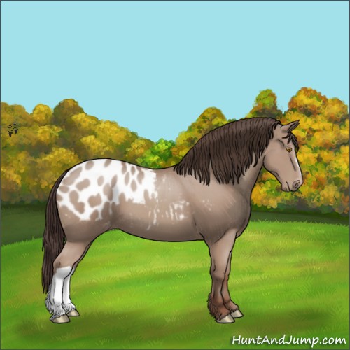 Horse Color:Classic Champagne Appaloosa 