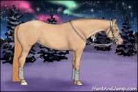 Horse Color:Gold Champagne