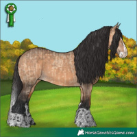 Horse Color:Brown Dun  and Brown Dun Splash 