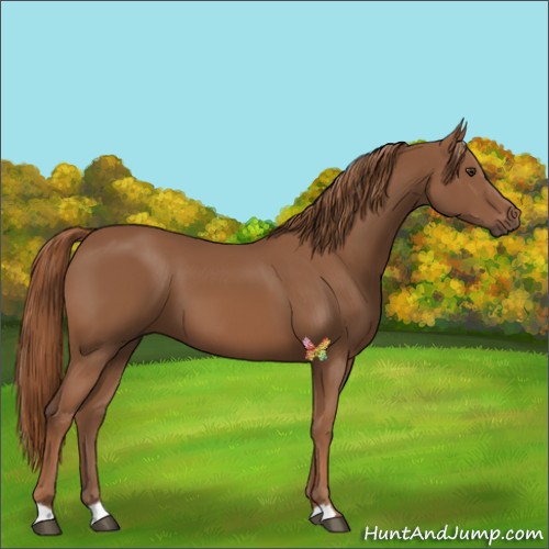 Horse Color:Chestnut 