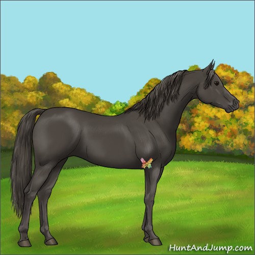 Horse Color:Smoky Black