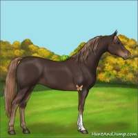 Horse Color:Liver Chestnut 