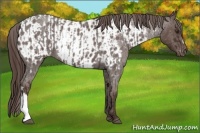 Horse Color:Liver Red Roan  and Liver Red Roan Appaloosa 