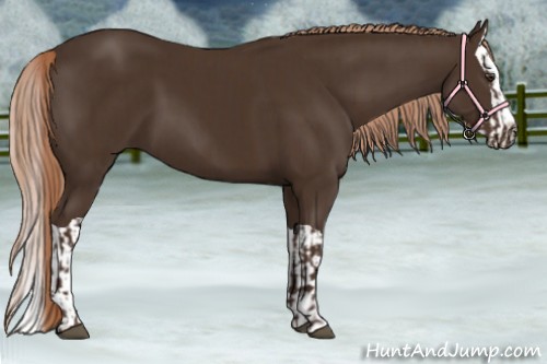 Horse Color:Liver Chestnut  and Liver Chestnut Splash 