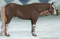 Horse Color:Liver Chestnut  and Liver Chestnut Splash 