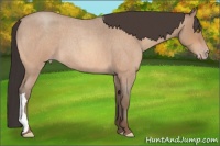 Horse Color:Amber Champagne Roan 