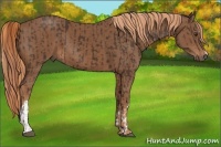 Horse Color:Liver Chestnut  and Chestnut 