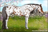 Horse Color:White Spotted Buckskin Tobiano Near Leopard 