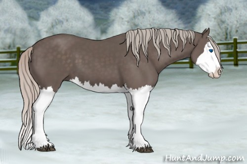 Horse Color:Silver Black Splash