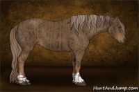 Horse Color:Liver Chestnut  and Chocolate Palomino 