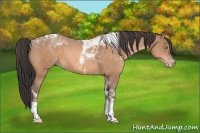 Horse Color:Sable Champagne Tobiano 